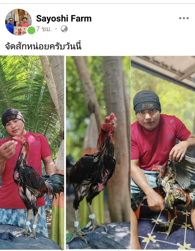 ไก่ชน 3