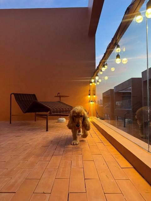 ขายบ้านเดี่ยว โครงการ Alom Ari อารีย์ พร้อม Rooftop ใกล้ BTS อารีย์ บ้านสร้างใหม่ ซอยศุภราช 1 ซอยสายลม แขวงสามเสนใน เขตพญาไท 13