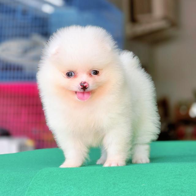 น้องกัสเบล Pomeranian sizeจิ๋ว สาวน้อยน่ารักผิวขาวสวยพร้อมซนจ้า 1
