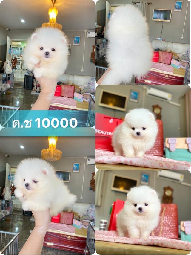 ลูกปอมปอมแท้