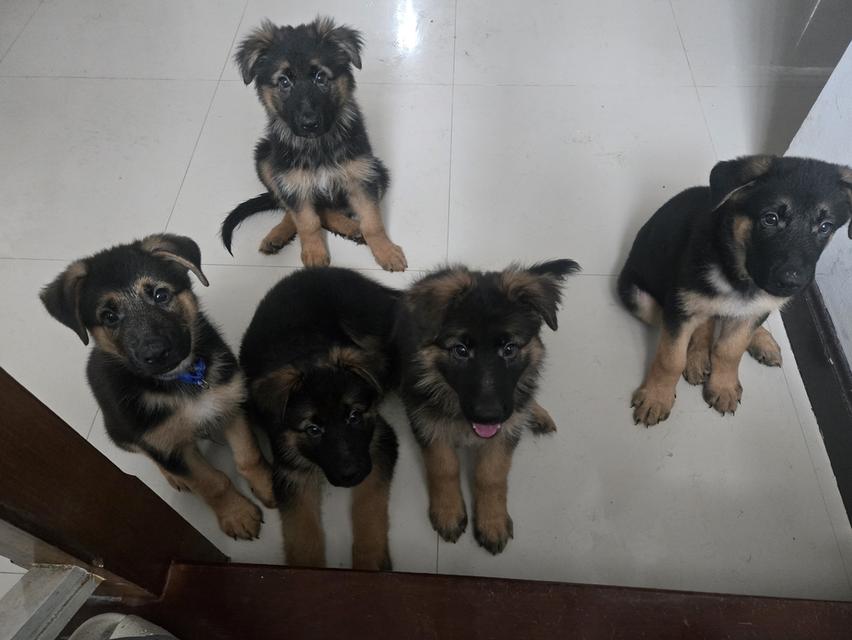 Urgent Sale German Shepherd Puppies and Parents
