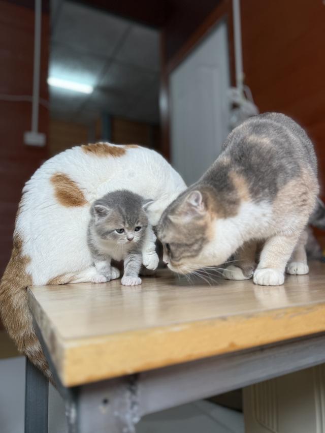 ลูกแมวสก๊อตติชโฟลด์ พร้อมย้ายบ้านวันที่ 30/03/2569 รูปที่ 6