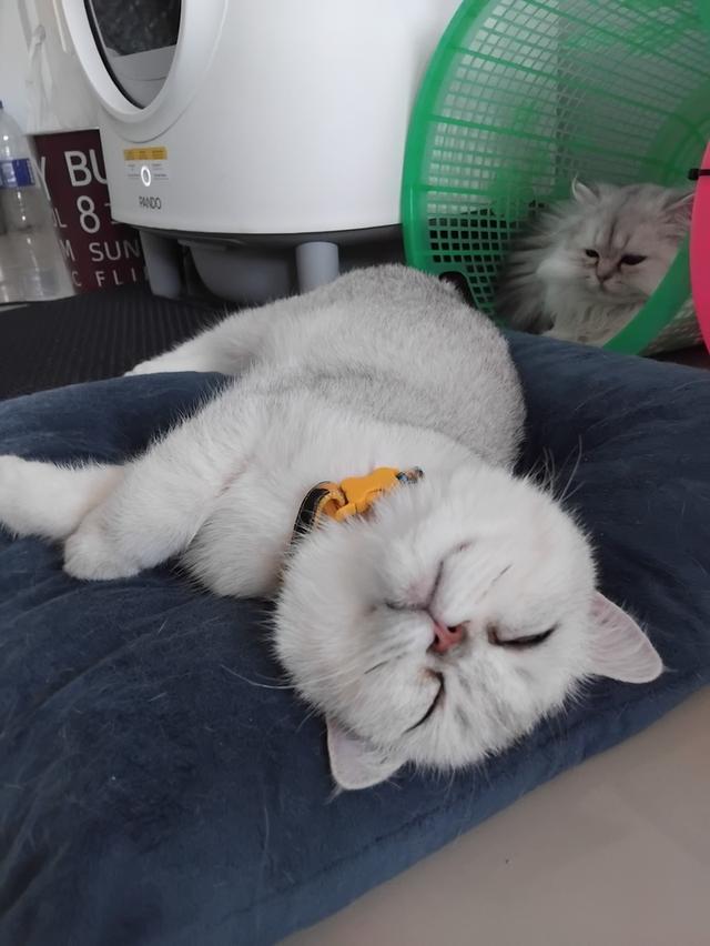 ด.ช นนทบุรี 4