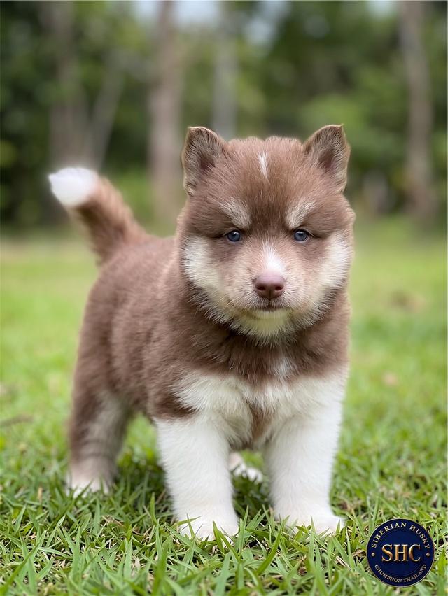 100% Purebred Siberian Husky Puppies — All Colors & Coats รูปที่ 17
