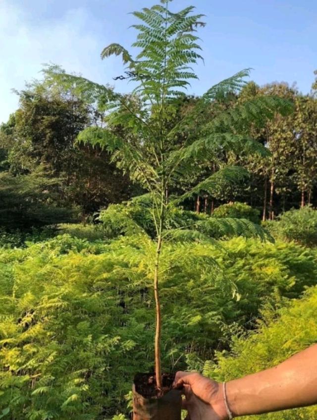 ต้นศรีตรังออสเตรีย