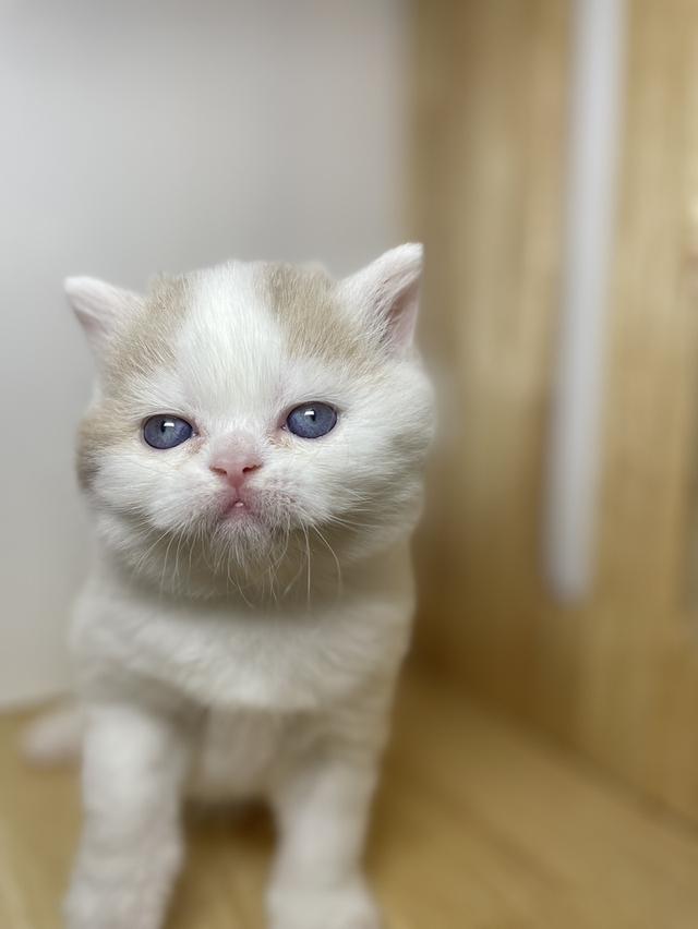 ลูกแมวมันชกิ้น ขายาว รูปที่ 2