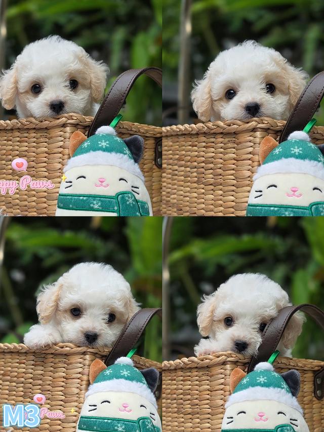 น้องหมาพุเดิ้ลน่ารักๆ