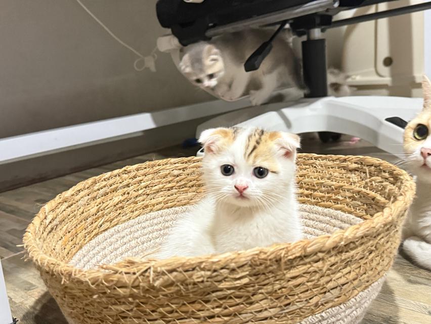 แมวสก๊อตติชโฟลด์