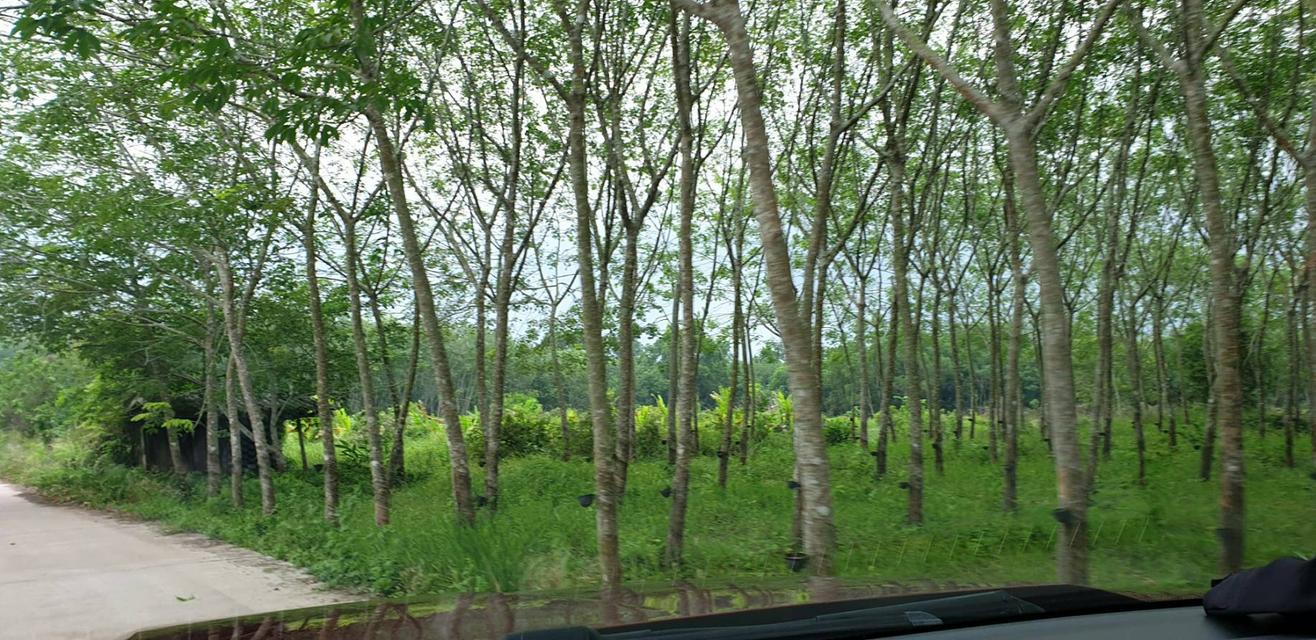 ที่ดินสวนยางขนาด 8ไร่ 2