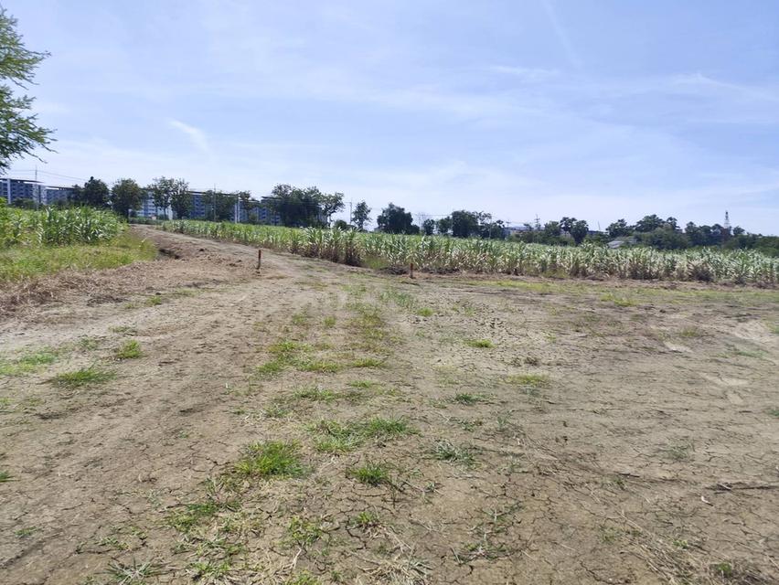 ขายที่ดิน แปลง 5 ไร่ โฉนดถูกต้อง ที่ใกล้ มหาวิทยาลัย เกษตร นครปฐม ร้อยกว่าเมตร แบ่งขายได้ เหมาะโครงการ ใกล้ มหาลัยเกษตรศาสตร์ 11