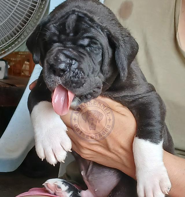 สุนัข เกรทเดน Great dane รูปที่ 7