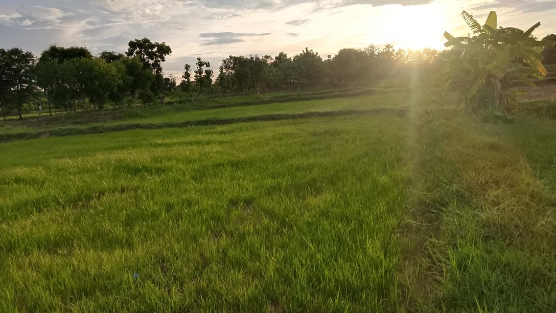 ที่ดินที่นาทำเลทองในขอนแก่นทำเลดีมากเหมาะกับการปลูกสร้างลงทุนทำธุรกิจมากครับ 2