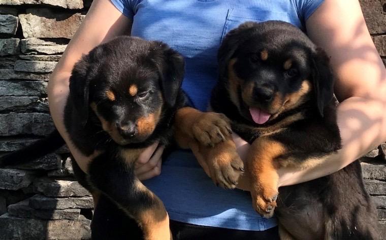 trained rottweiler Puppies