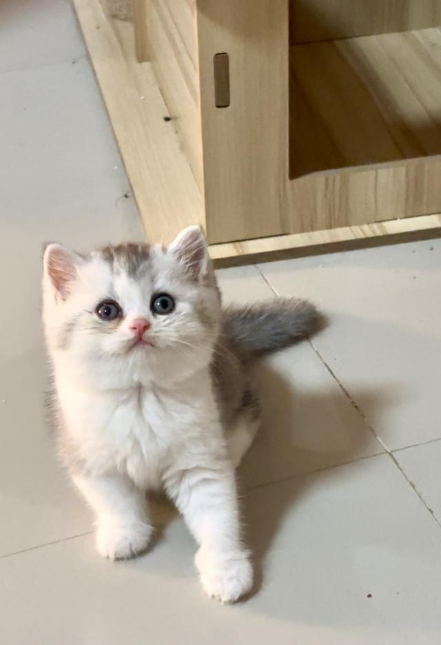 แมวบริติช British shorthair