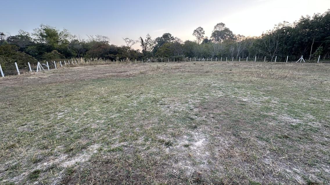 ที่สวยมาก 2ไร่ติดขอบคันอ่างเก็บน้ำลงแม่น้ำมูล ที่ดินหันหน้าหาน้ำ น้ำไฟสะดวก เหมาะทำบ้านสวน รีสอร์ท บ้านหลังเกษียณ หรือทำการเกษตรถนนปูนซ้ายขวาของที่ดิน 11