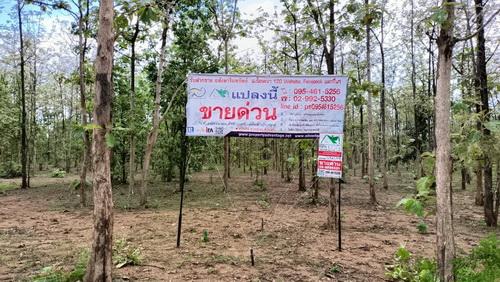 ที่ดินพร้อมสวนป่าสัก 8-2-21 ไร่ ต.ทุ่งยั้ง อ.ลับแล จ.อุตรดิตถ์