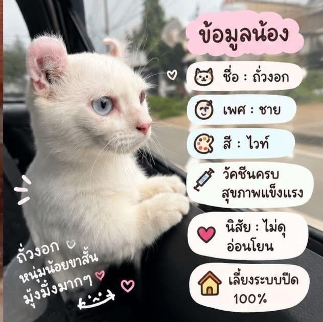 สนใจผ่อนแมว ผ่อนไปเลี้ยงไปทักมาได้เลย ใช้บัตร ปปช ใบเดียว ไม่ต้องมีบัตรเครดิต รูปที่ 5