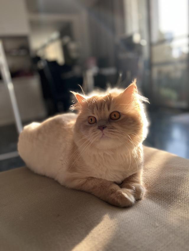 Stanley  9