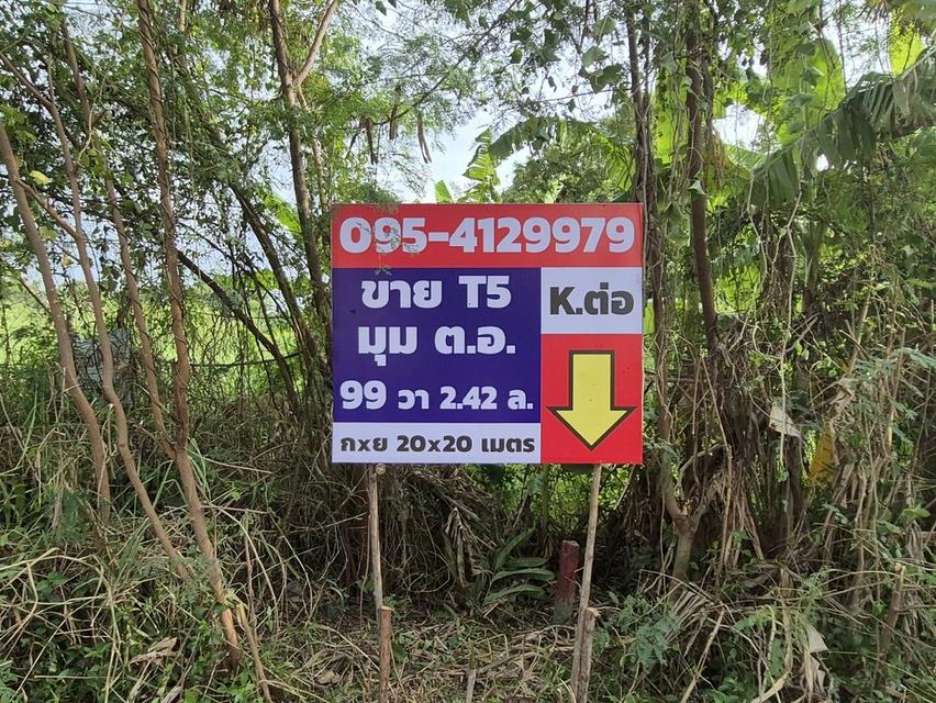 ขายที่ดินแปลงจัดสรรพหล สายไหมอีกแปลง 99 ตารางวา แปลงสวยประจำซ.ตาลเดี่ยว แปลงมุมทิศตะวันออก หน้าทิศเหนือ สุดท้ายที่สวยสุด 6