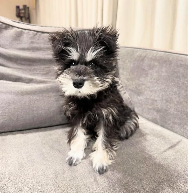 ขาย Schnauzer ทรงสวยน่ารัก ราคาดีมาก 4