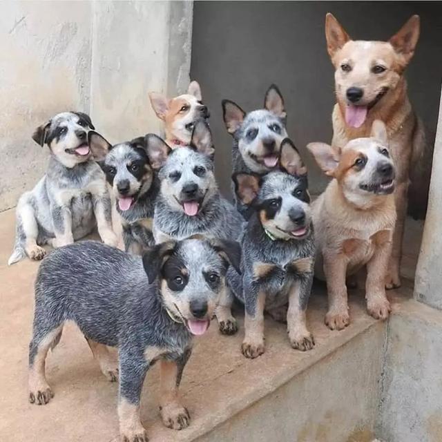 Australian Cattle Dog Puppies | WhatsApp me : +66 63 826 3042
