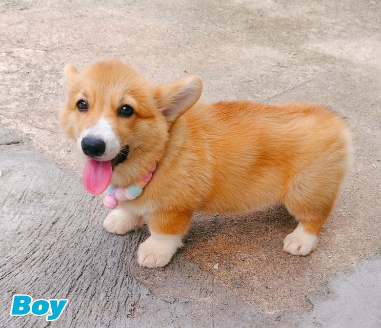 คอร์กี้พร้อมย้ายบ้านครับ