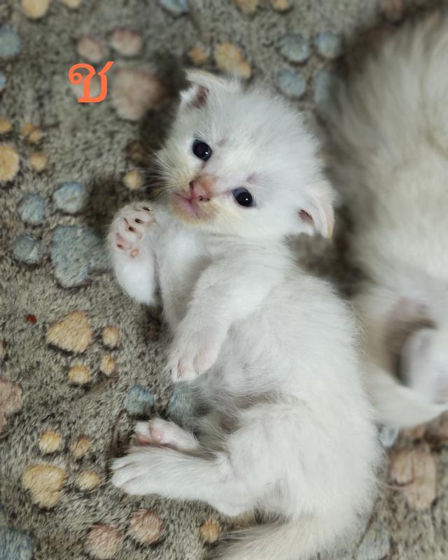 แมว สก็อตติ้สผสมมัทกิ้นขาสั้น