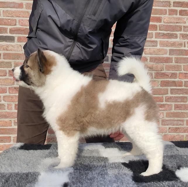 Thai Bangkaew Puppies for sale