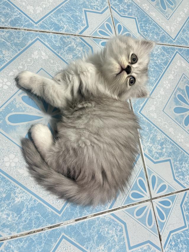 ด.ญ.ช๊อกโก้