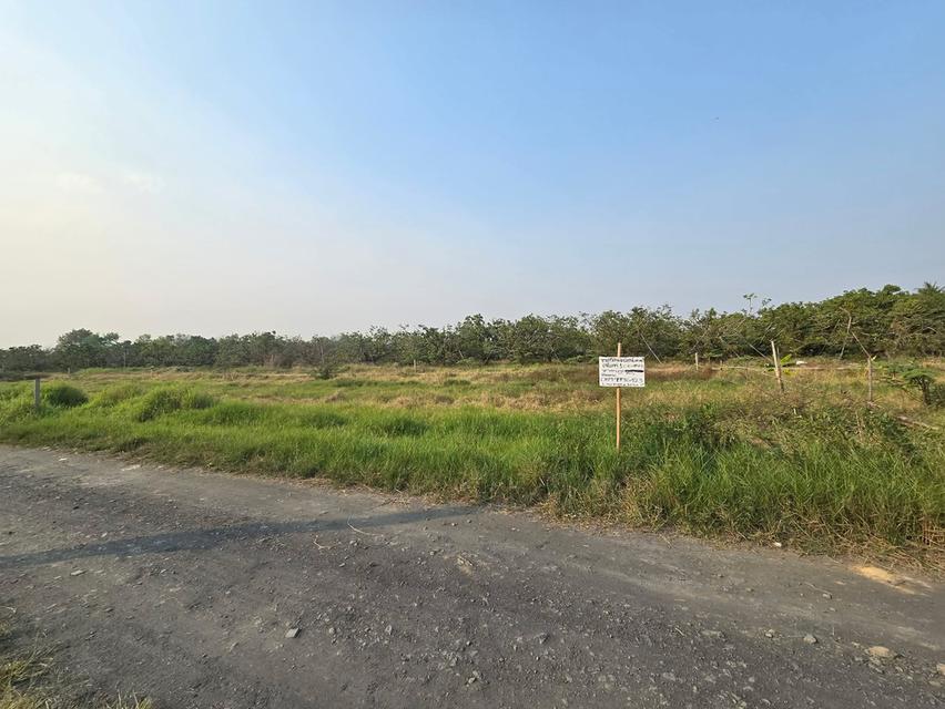 ขายที่ดินต.สันทรายอ.สารภีจ.เชียงใหม่ 100ตรว. 8