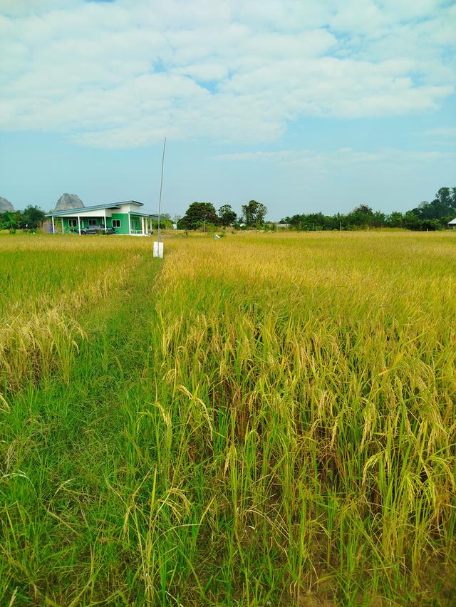 ที่ดินเปล่า 200 ตรว. 1