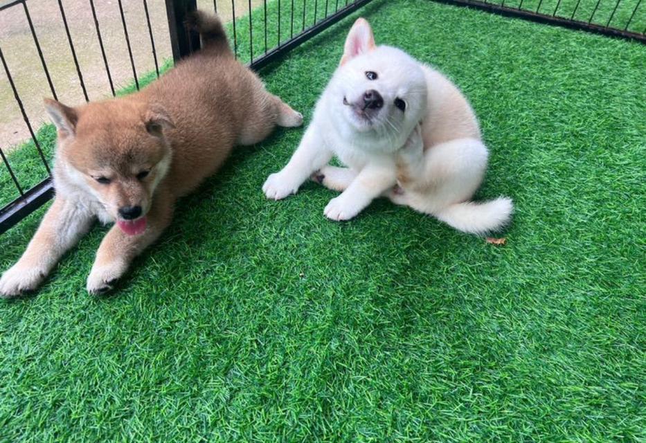 ลูกสุนัข Shiba Inu 3