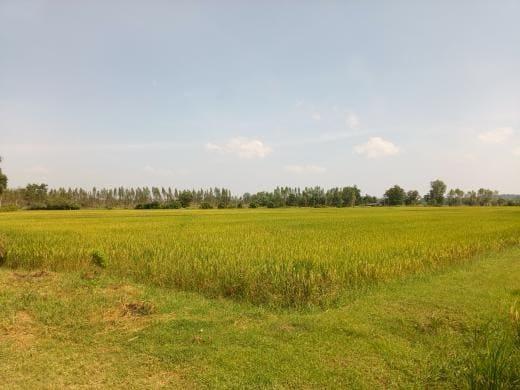 💎 ทำเลทอง! ขายที่ดินแปลงใหญ่ 34 ไร่เศษ ติดถนน 4 เลน ใกล้ที่ทำการอำเภอหนองมะโมง 1