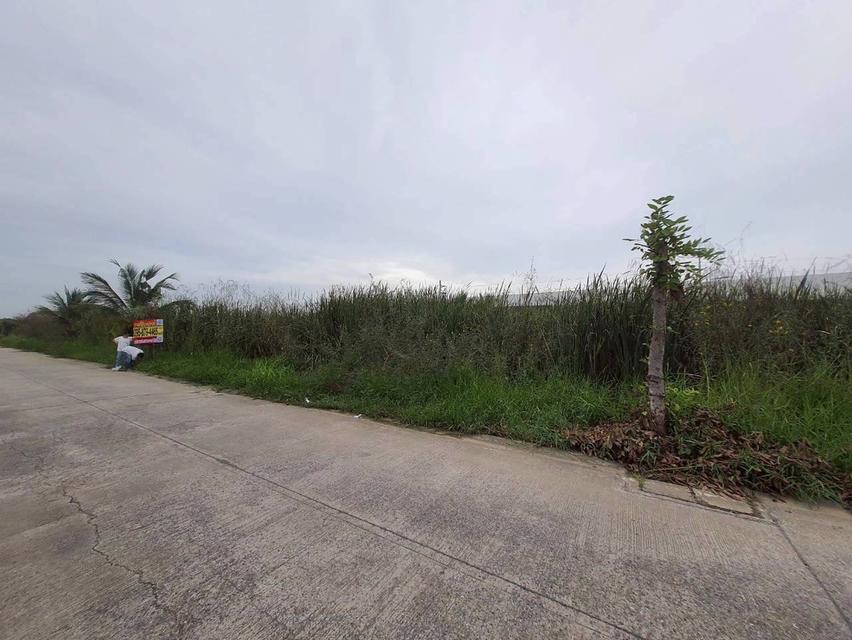 ร้อนเงินVายถูก ที่ดินบ้านกลาง 244 ตารางวา ติดถนนคอนกรีตสาธารณะ ซอย โม่ฮวด 7 เมืองปทุมธานี 4