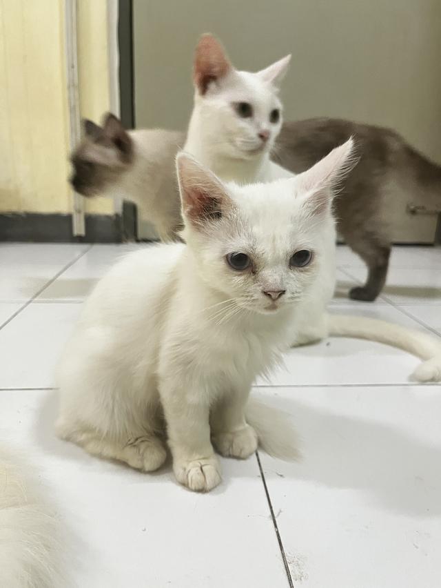 ขายแมวขาวมณีแมวเด็กด่วน