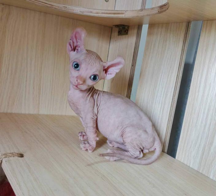 30.แมวดเวล/เพศผู้ หาบ้าน Dwelf Cat/Male looking for a new home