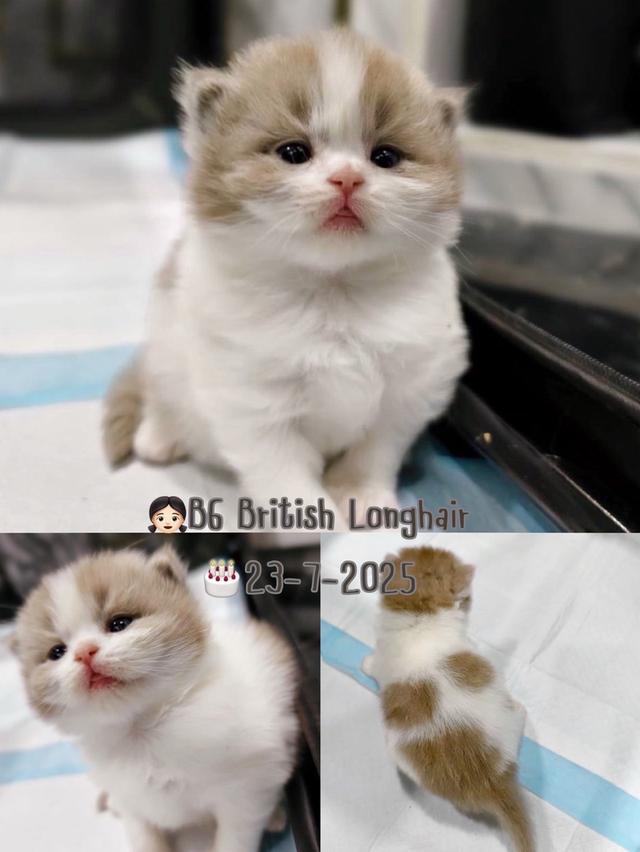 แมวบริติช 7
