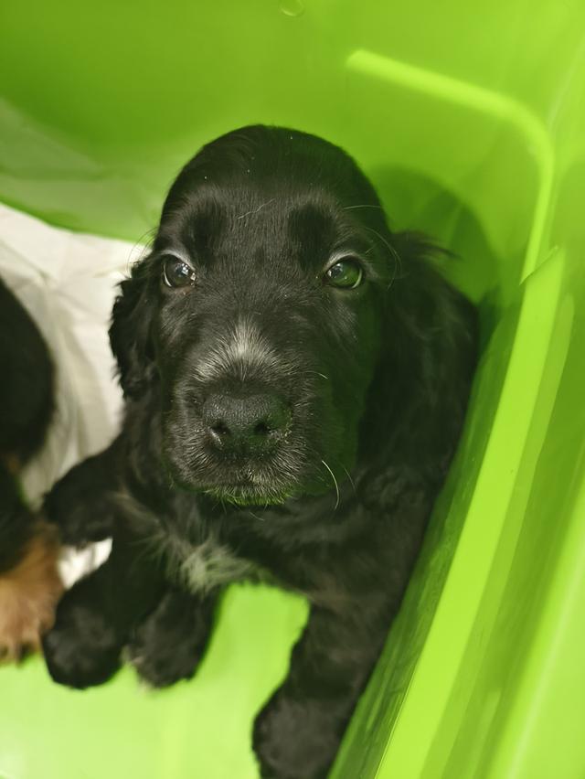 สุนัขพันธุ์อิงลิชค็อกเกอร์สเปเนียล