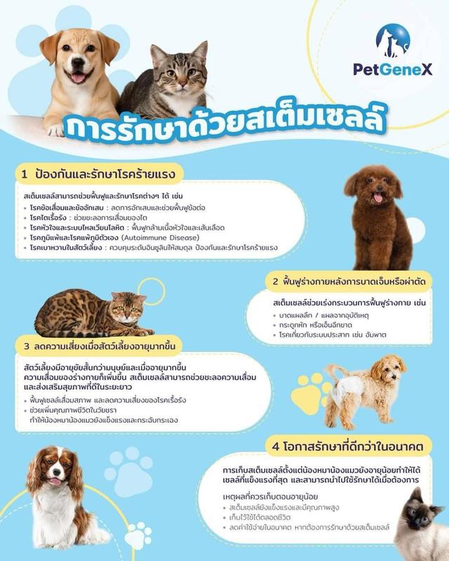 เก็บ stem cell dog&cat
