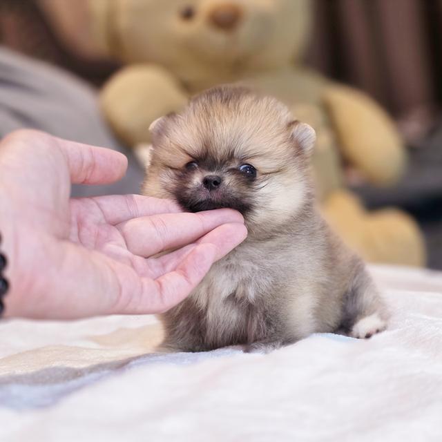 ปอมทีคัพน้องเชอเบลเพศหญิงสาวน้อยน่ารักมาก 6