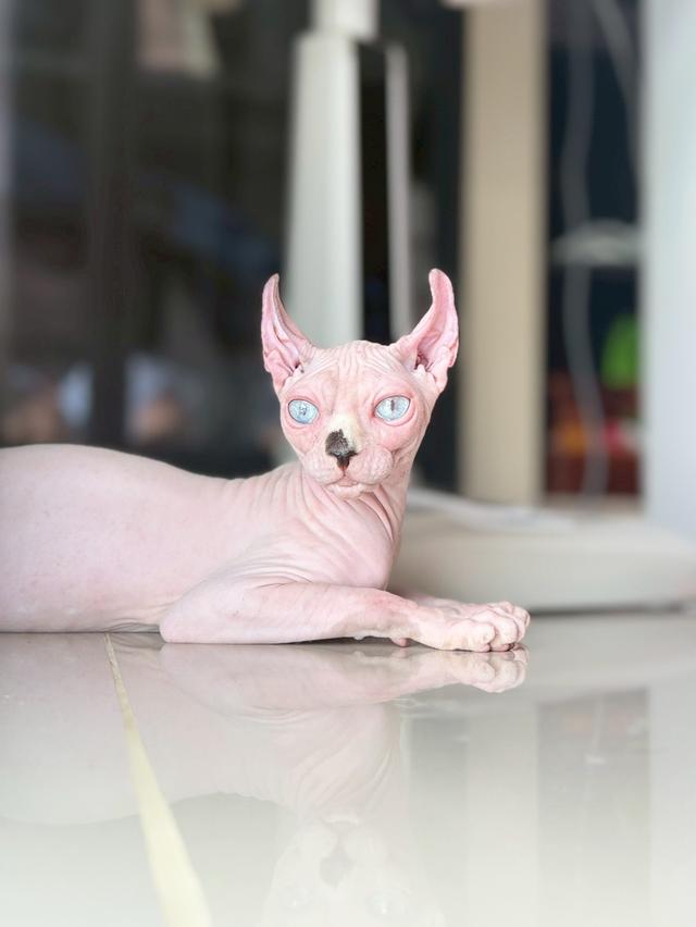 แมว สฟิงซ์ เพศเมีย Sphynx cat รูปที่ 4