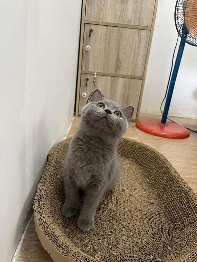 British Shorthair