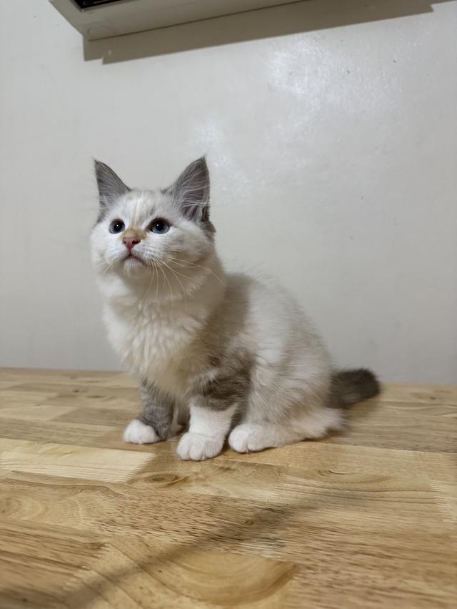 ลูกแมวไซบีเรียน (Siberian Cat) มีใบเพ็ท WCF