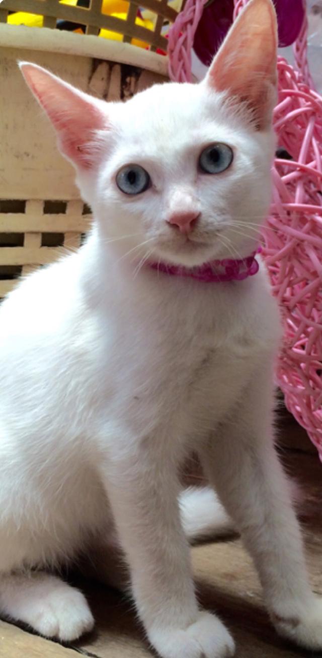 แมวขาวมณีตาสีฟ้า 2