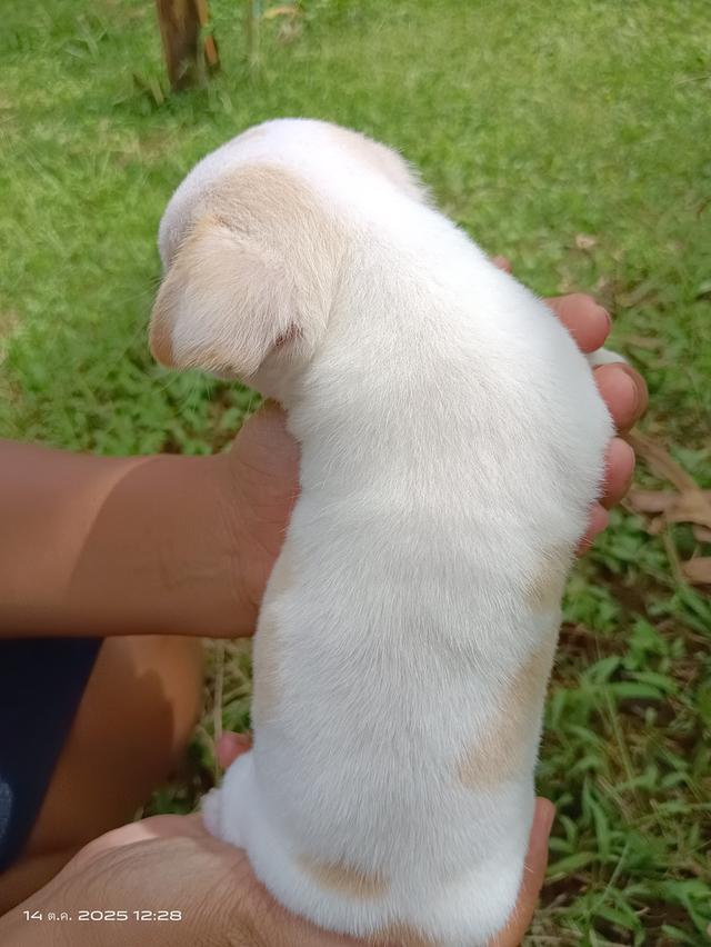 ชิวาว่าขนสั้น ชาย