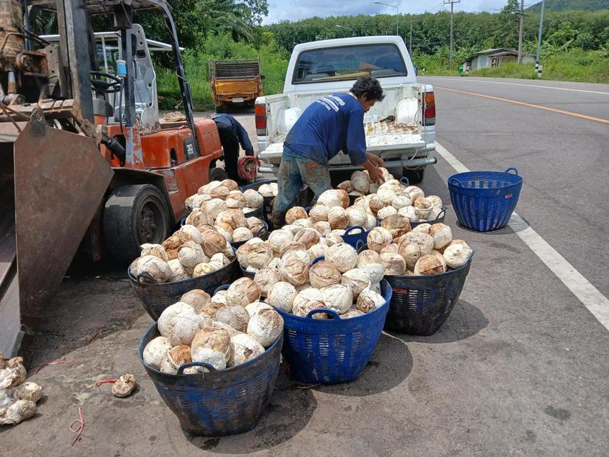 ขายสวนปาล์มสวนยาง โฉนด 25 ไร่ สะพลี ปะทิว ชุมพร 10