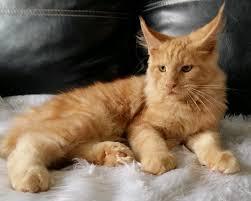 แมวเมนคูนสีส้ม 1