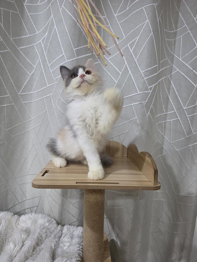 ลูกแมว เพศเมีย อายุ 4เดือน รูปที่ 3