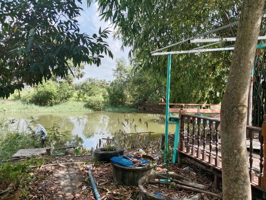 ขายบ้านสวน2ไร่ คลองหก คลองหลวง ปทุมธานี เส้นเดียวกับ ม.ราชมงคลคลองหก 4