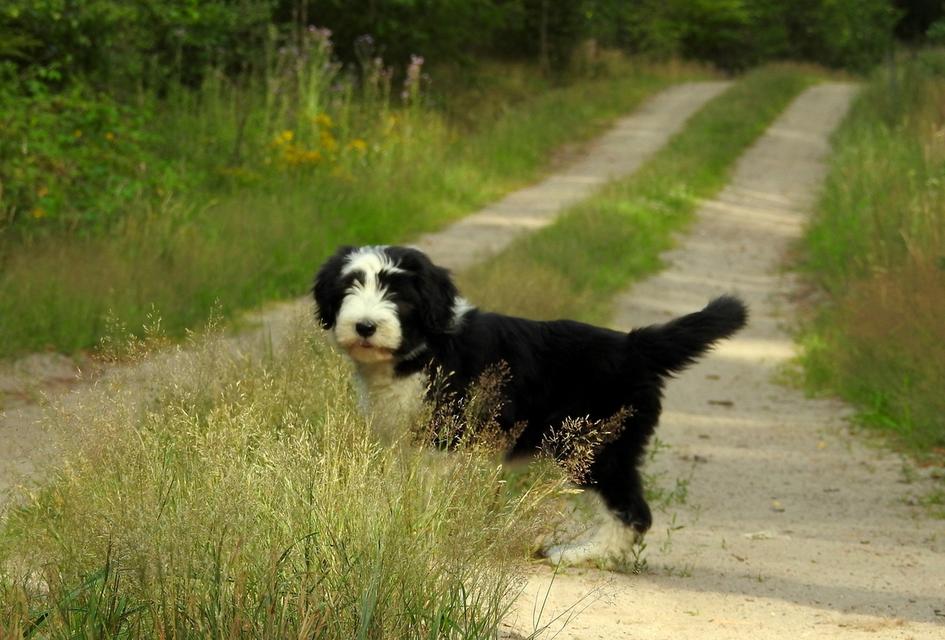 Bearded Collie Puppies | WhatsApp me : +971 58 208 8241 รูปที่ 2